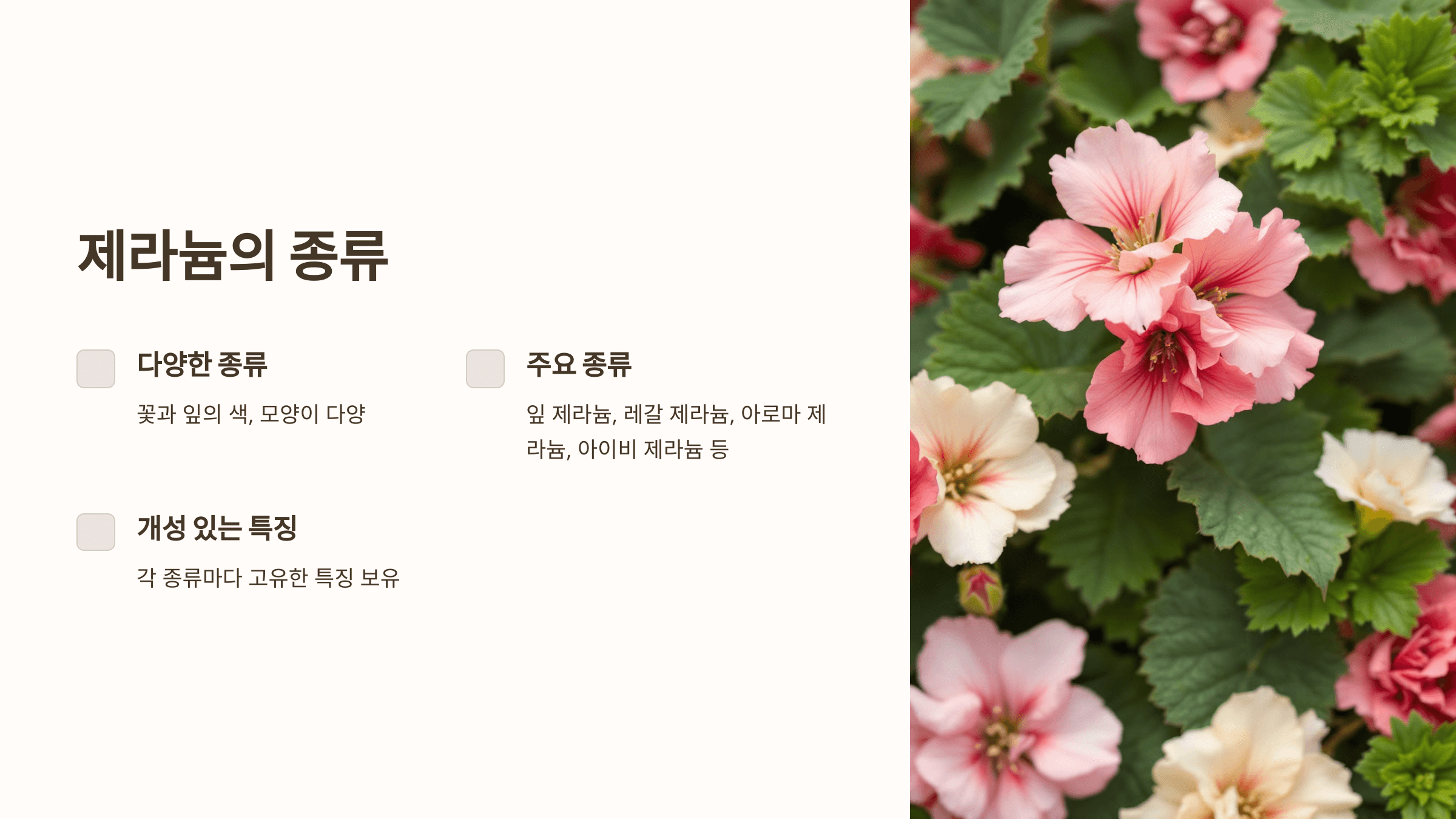 제라늄과 관련된 사진입니다.