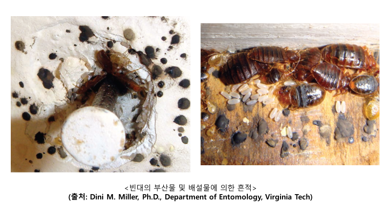 빈대의 부산물 및 배설물 흔적