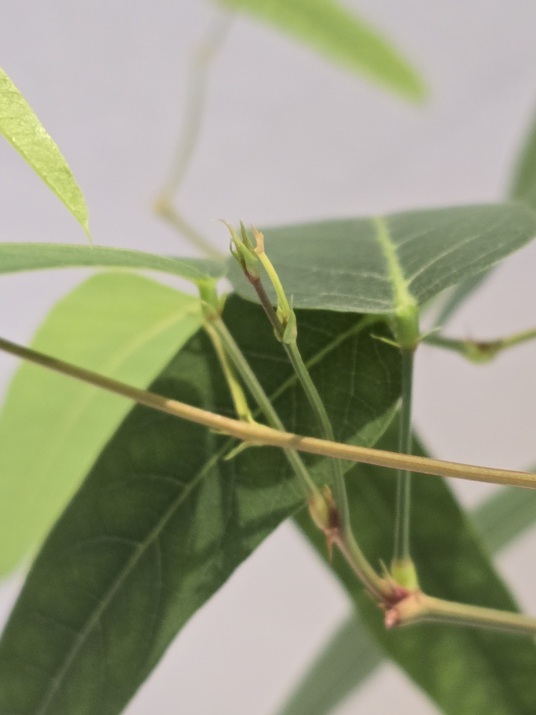 새순들은 쉼없이 생겨나고 있어요