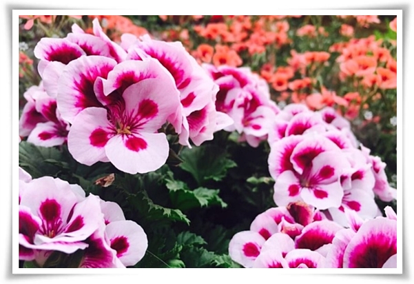 "제라늄 키우기" 365일 꽃을 피우며 향기와 아름다움과 공기 정화까지!