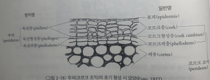 출처 : 수목생리학(이경준 지음)