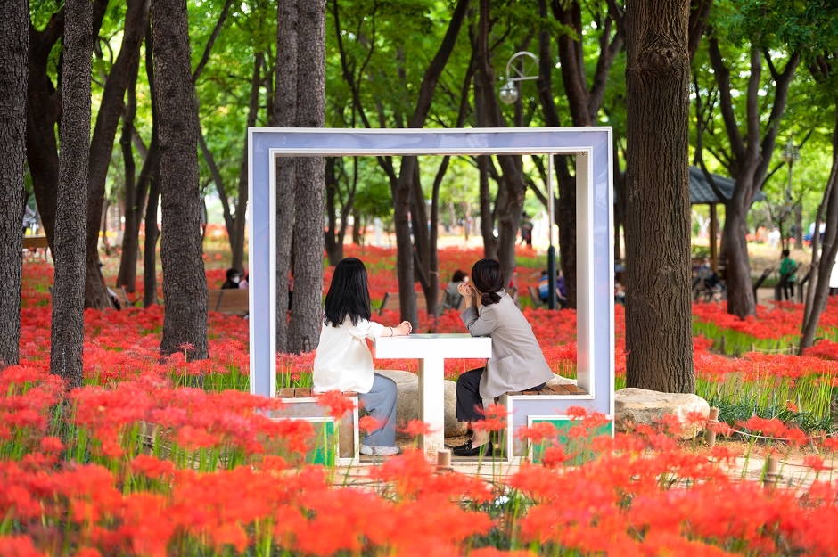 대구 서구 그린웨이 장미원