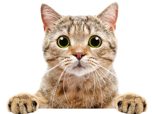고양이