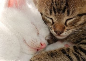 고양이 합사하는 방법