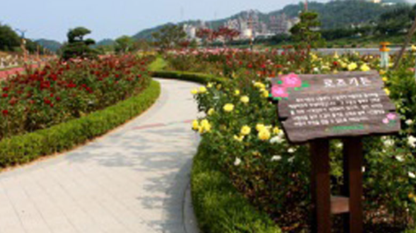 삼척 장미축제 일정