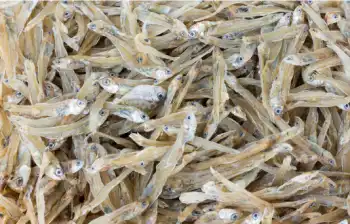 멸치 효능 및 영양성분, 멸치 가격