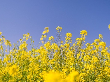 유채꽃 개화시기