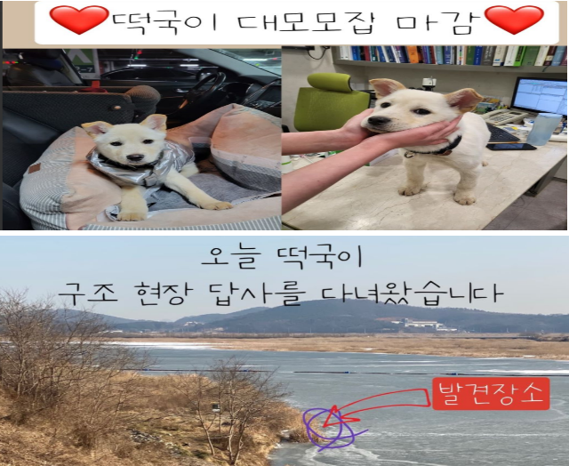 떡국이 강아지 