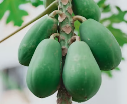 추천하는 장 건강에 좋은 음식 파파야