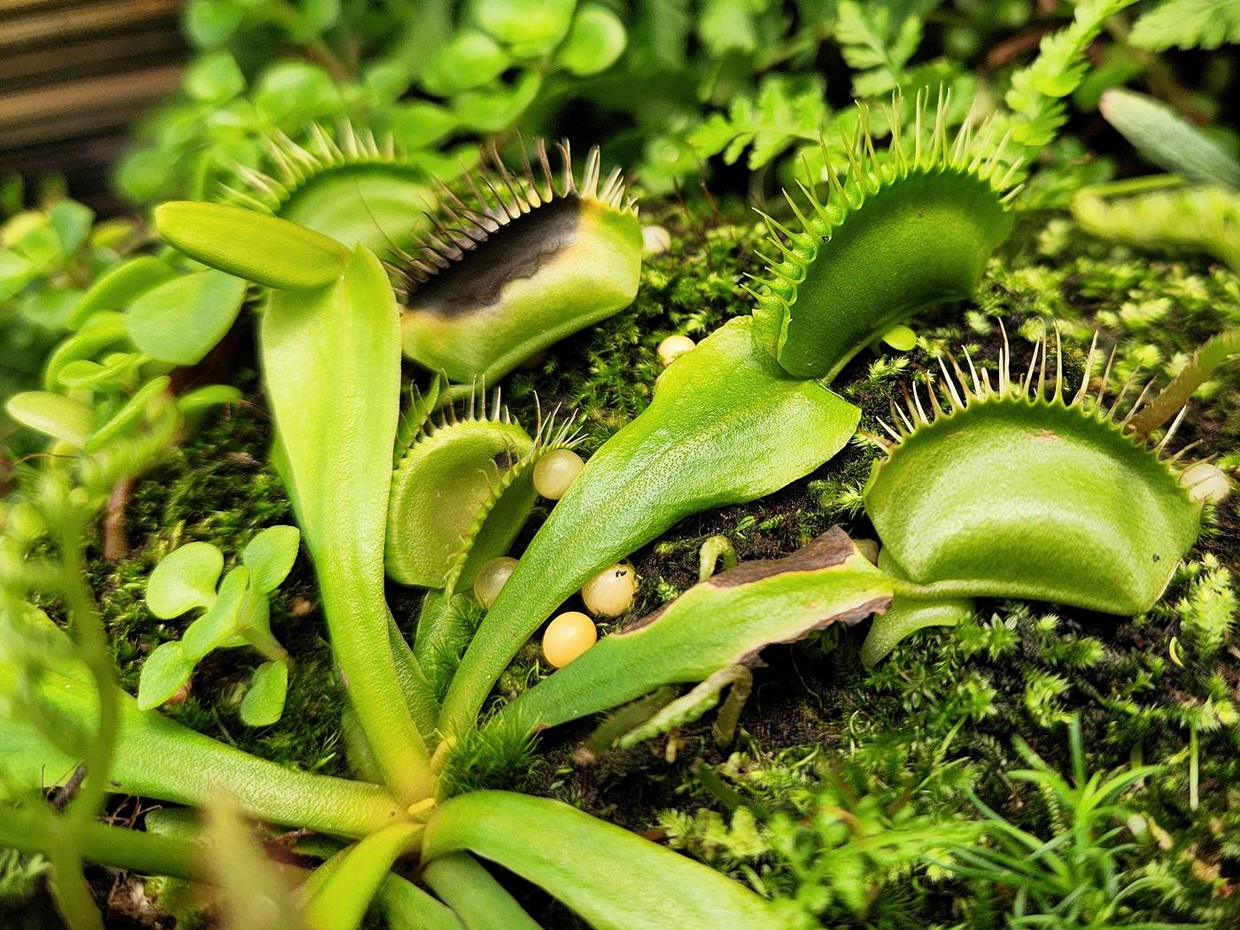 파리지옥 Dionaea