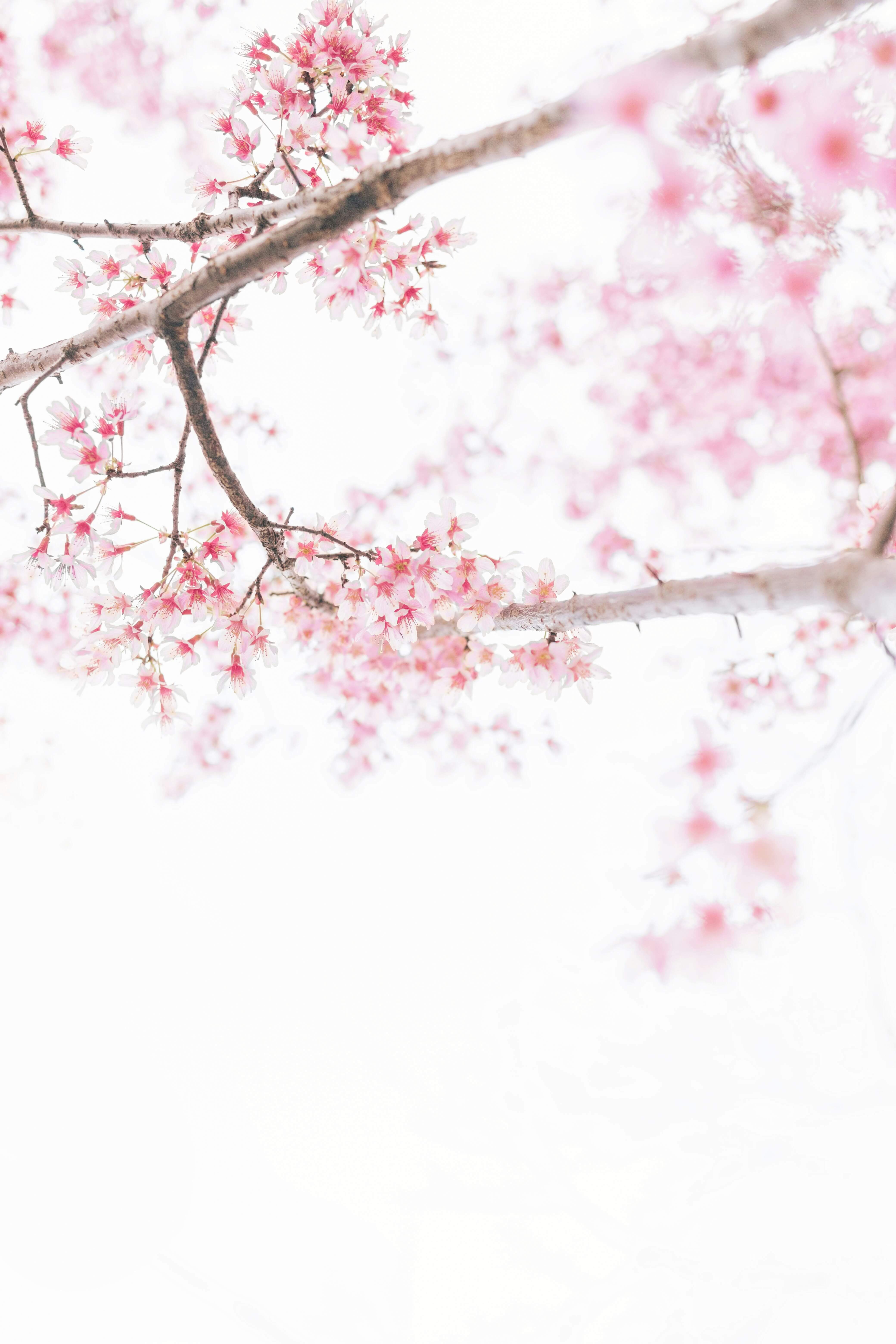 벚꽃-사진