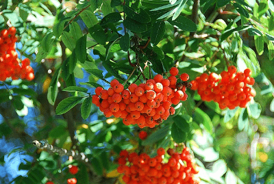 마가목 열매 효능