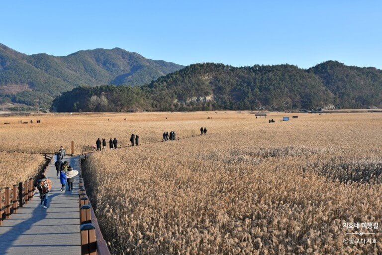 순천만 갈대 군락지