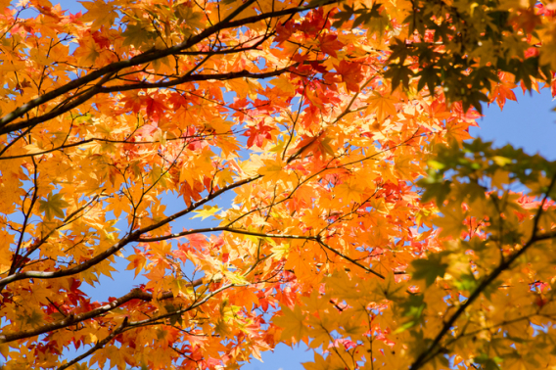 상강 뜻 절기 풍습 의미