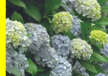 카멜리아힐 주차장 정보, 제주 렌트카 여행지, 제주 사진 명당, 카멜리아힐 시간 추천, 제주 추천 여행지, 제주 인기 여행지, 카멜리아힐 실내 카페, 카멜리아힐 예약, 카멜리아힐 입장 방법, 제주 입장료 할인