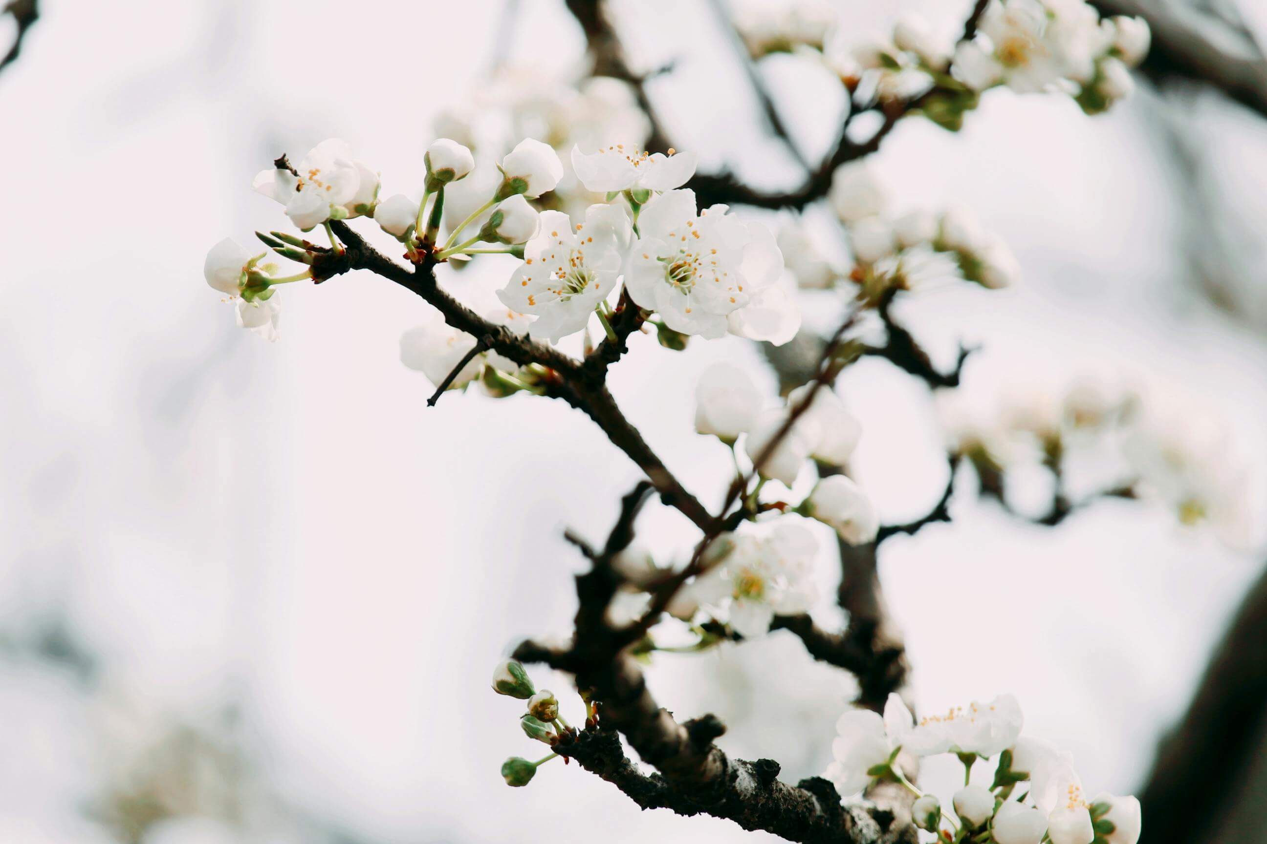 제주도 서귀포 휴애리 자연생활공원 축제 여행 정보 요금 시간 주차 안내