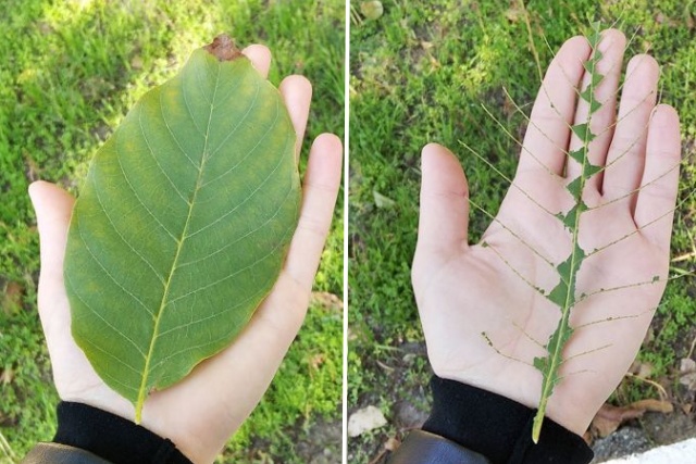 어린시절의 추억 놀이 10가지 잎사귀 뜯기, 재밌는 팁줌 매일꿀정보