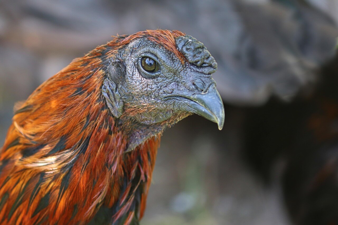 2025년 7월 닭띠(酉띠) 운세