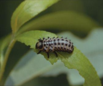 사시나무잎벌레