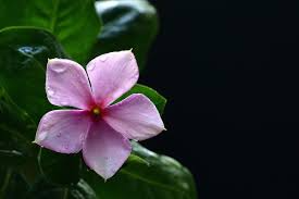 일일초 키우기 꽃 파종시기 번식 방법 꽃말 물 주기 모종 삽목 독성