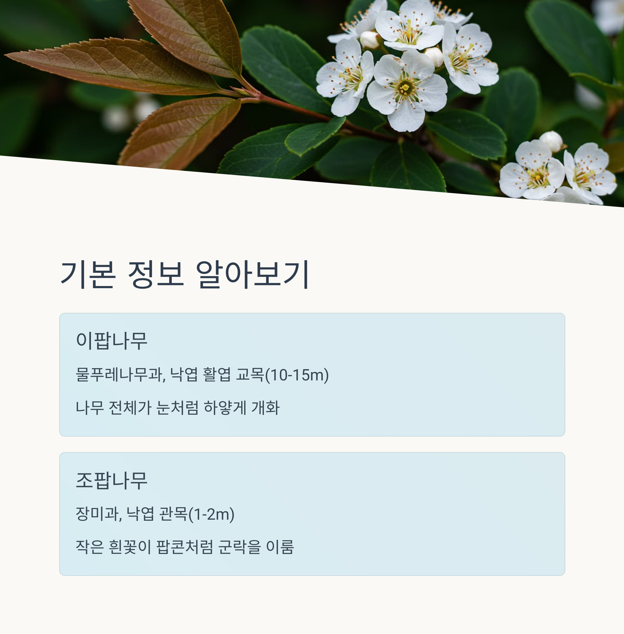 이팝나무와 조팝나무의 기본 정보