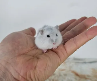 햄스터 한밤중에 집을 탈출하려는 이유 관리_19