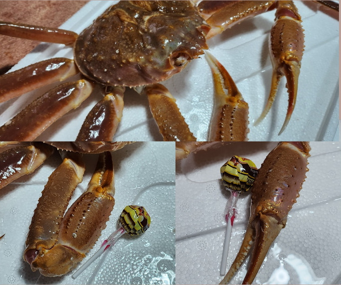 6시내고향 영덕대게 러시아대게 홍게 가격 및 구매 정보