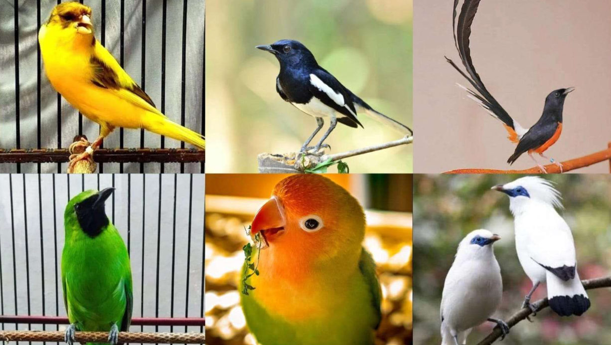 Burung Kicau