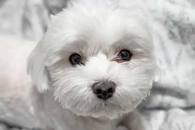 사랑스러운 말티즈! 성격, 관리법, 건강까지 한눈에 보기