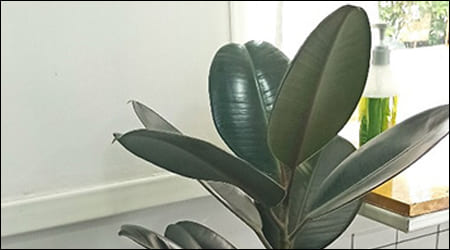 크게 자란 인도 고무나무의 이파리