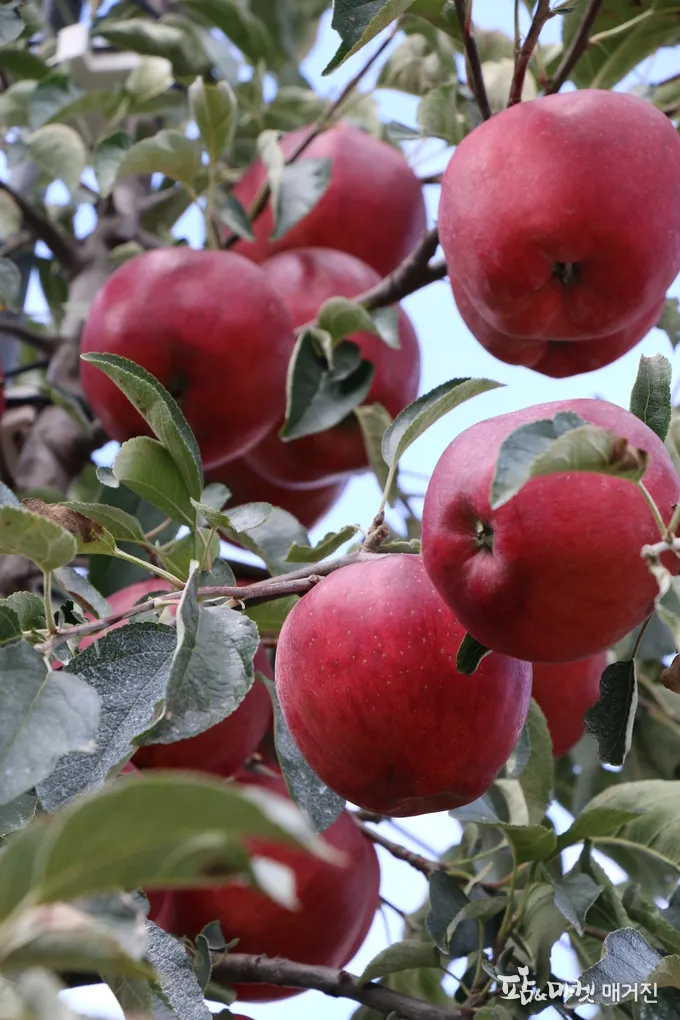 사과 재배 적과 시기 착색 관리 당도 향상_2