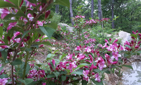 해남 포레스트수목원(4rest)&amp;#44; 국내 최대 수국정원 완전 정복!