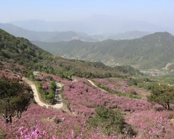 황매산 철쭉축제_3