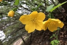 한국도로공사 전주수목원- 황매화 