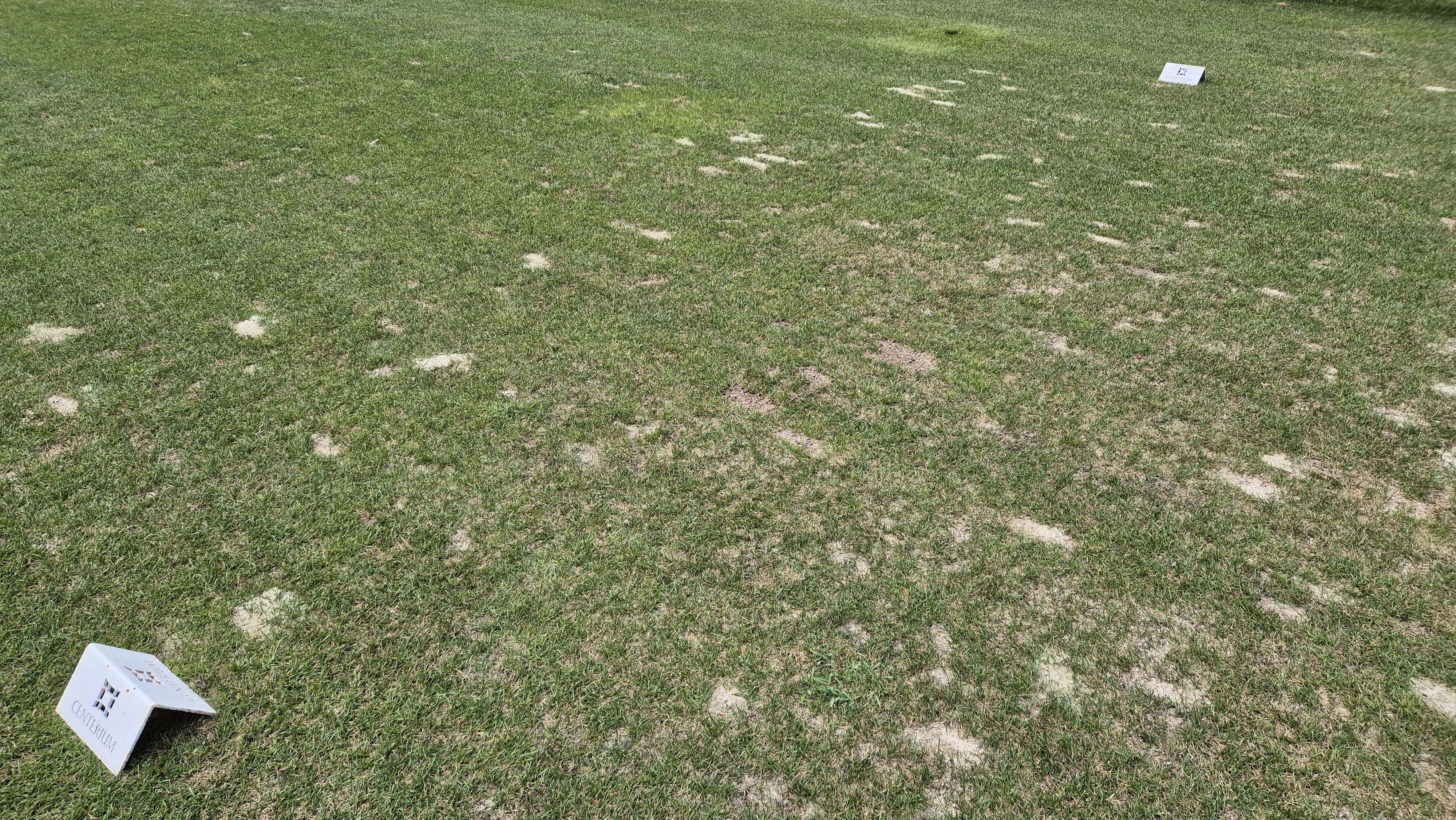 센테리움cc 스코틀랜드-웨일즈 코스 라운드 후기