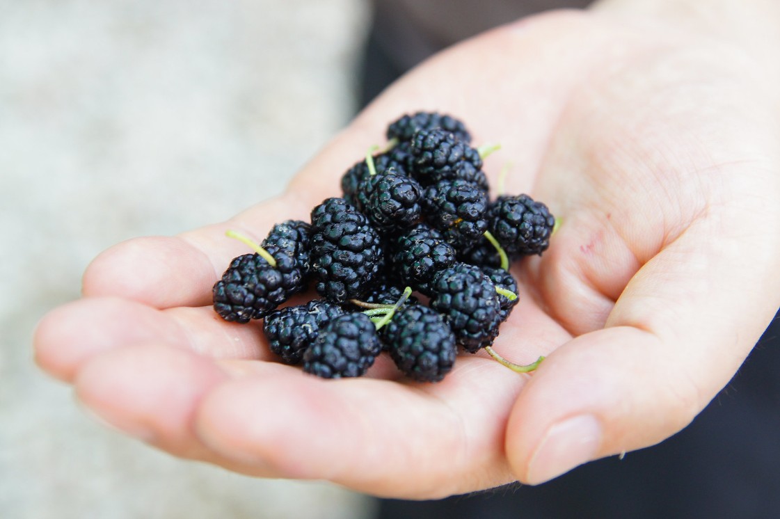 오디 효능과 부작용 먹는 방법 수확시기