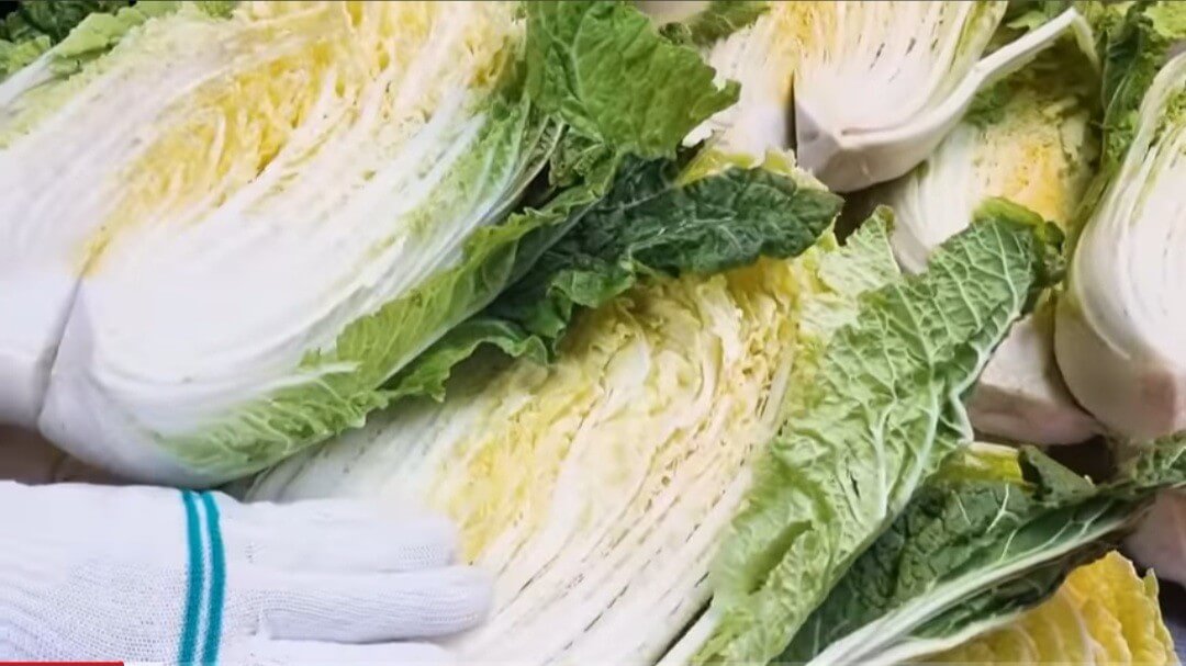 김장김치황금레시피