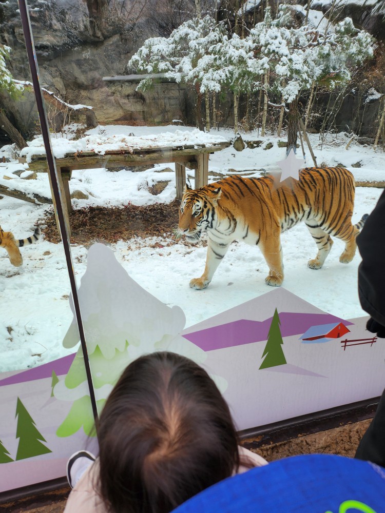 호랑이를 보는 아이