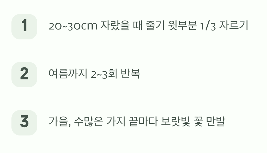 풍성한 꽃을 위한 여름의 약속, 순지르기