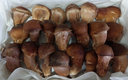 참송이버섯_요리