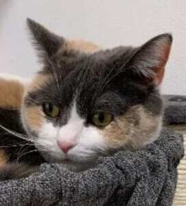 고양이는 화장실을 가르치지 않아도 할 수 있는 이유는?