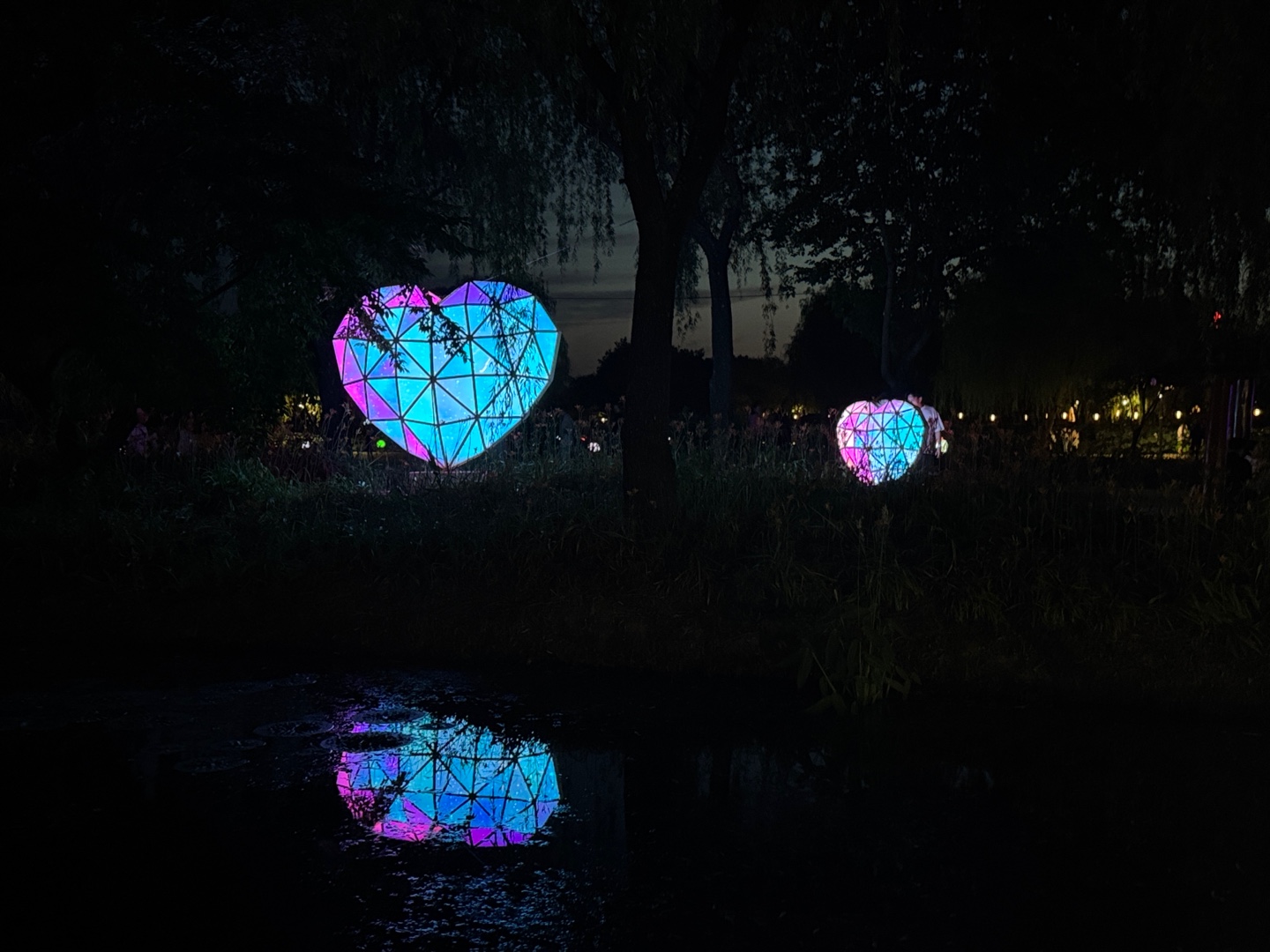 궁남지 연꽃 야경