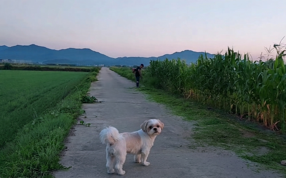 충주 시골 농장 길에서 예초기로 옥수수밭 주변의 풀을 깎는 남편과 곁을 지키는 별이