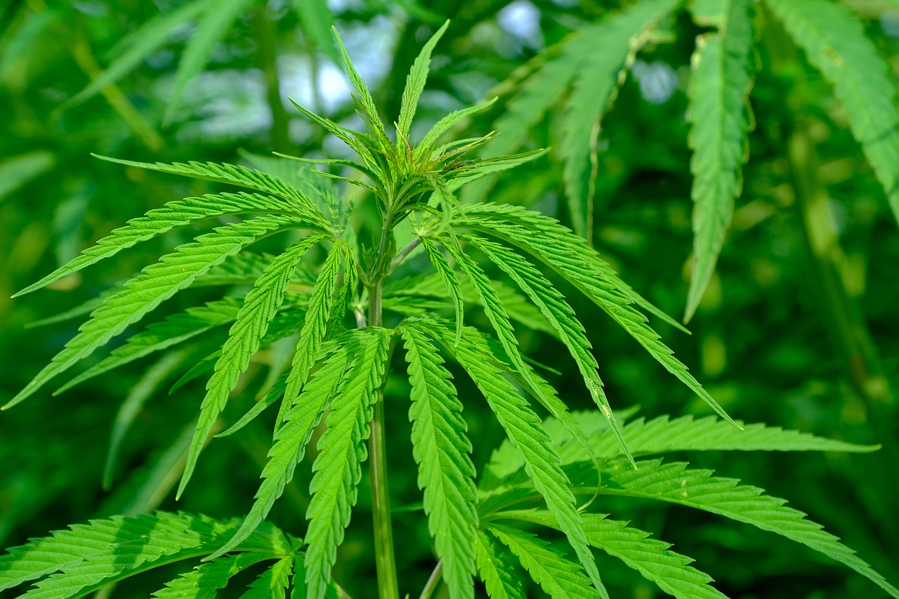 CBD오일 효능&amp;#44; 부작용&amp;#44; 사용법 알아보기