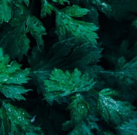 쑥 효능 부작용 칼로리 요리