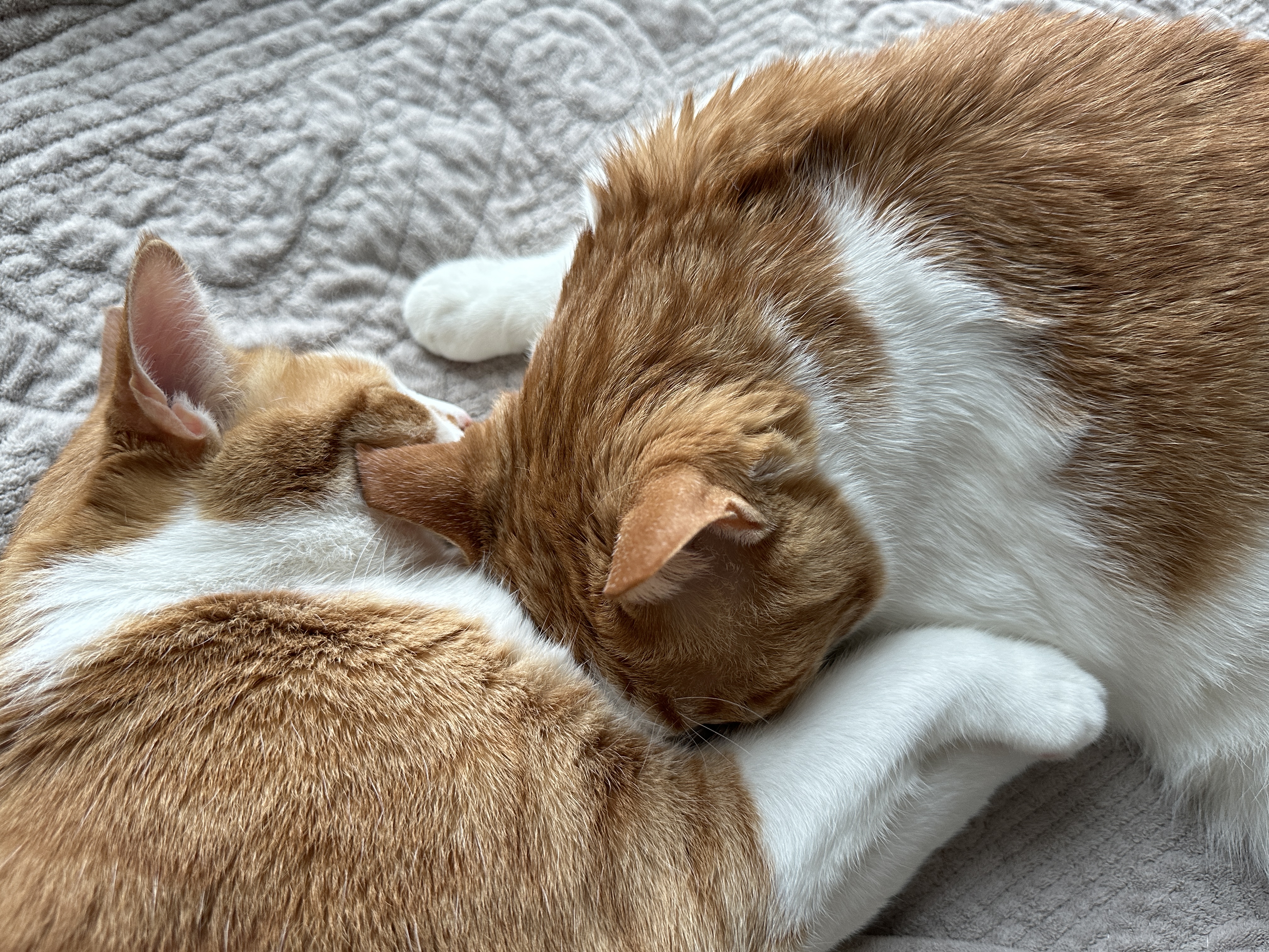 다정하게_자고_있는_치즈냥이_호야와_막둥이