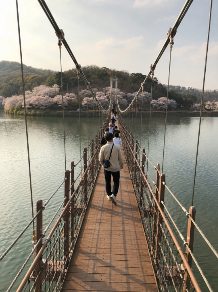 탑정호 출렁다리와 벚꽃, 호수 수변 풍경