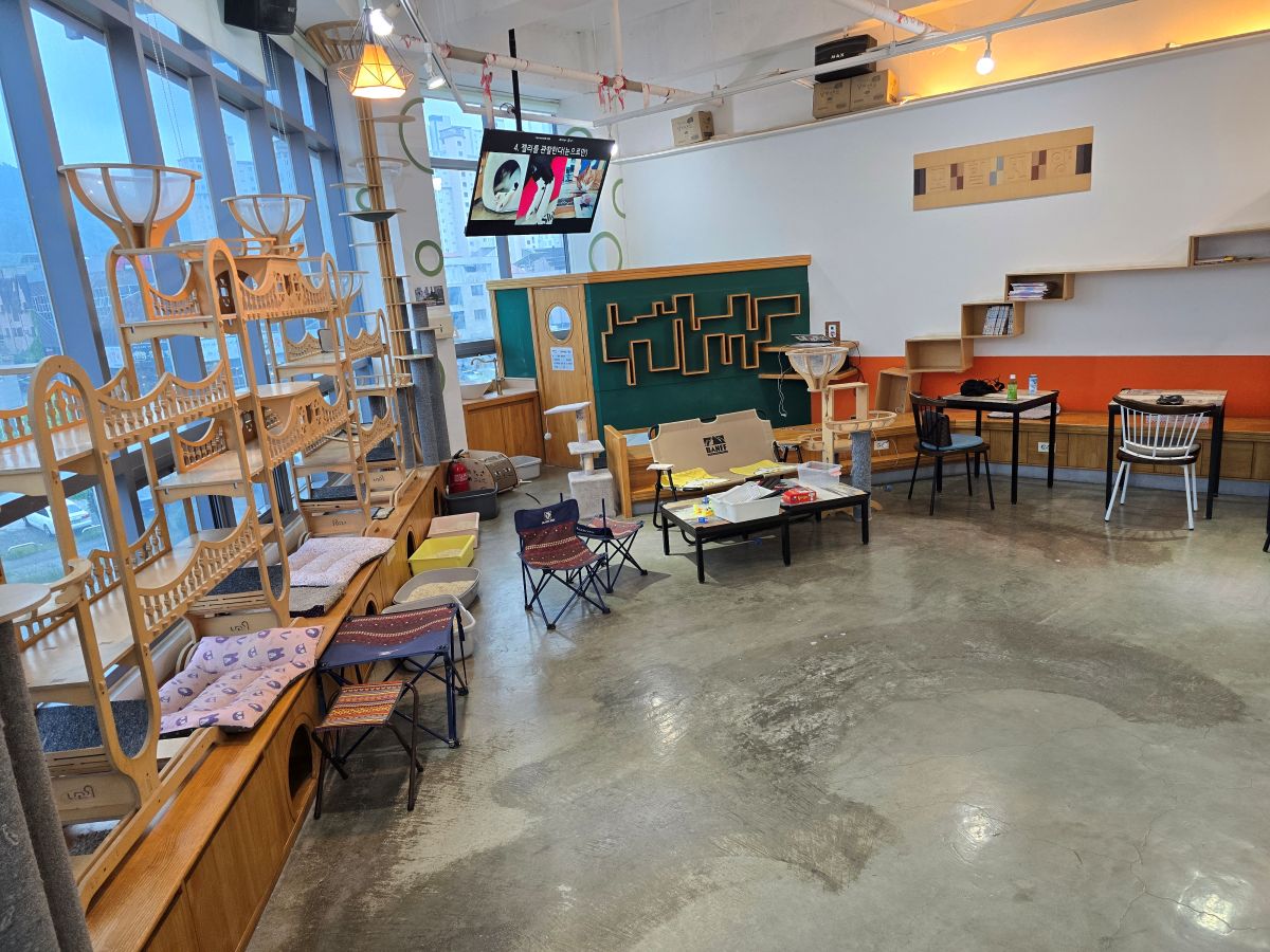 모할고양-보드게임