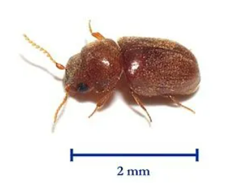세스코 권연벌레,세스코 권연벌레 가격,권연벌레 퇴치 방법,권연벌레 살충제,권연벌레 박멸,권연 침벌 퇴치