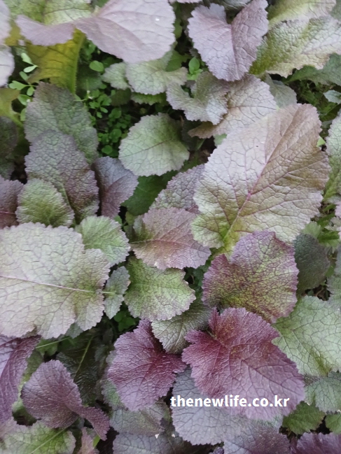 홍갓 효능 - 항산화 성분 안토시아닌이 가득한 보랏빛 붉은 갓 잎의 근접 사진